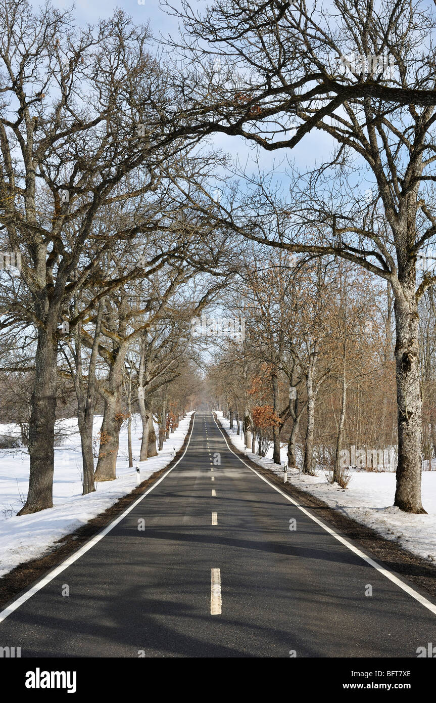 Strada alberata in inverno, vicino a Beuron, Baden-Wuerttemberg, Germania Foto Stock
