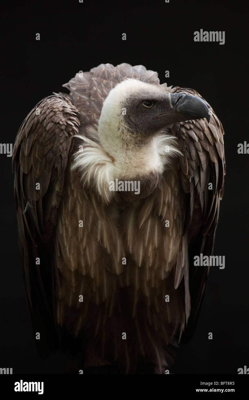 Close-Up di African White-Backed Vulture Foto Stock