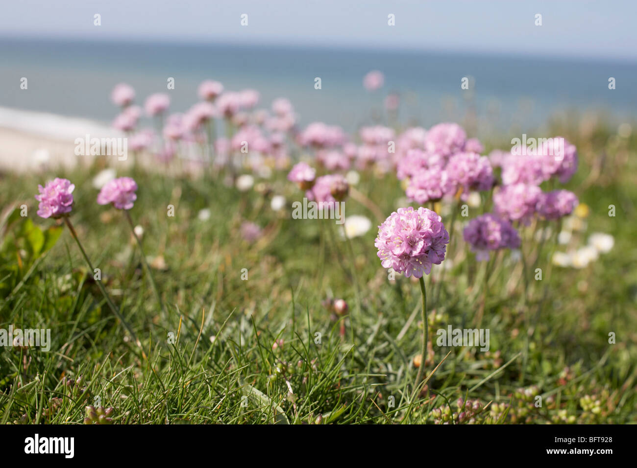 Close-up di fiori in spiaggia, Bovbjerg, Jylland, Danimarca Foto Stock