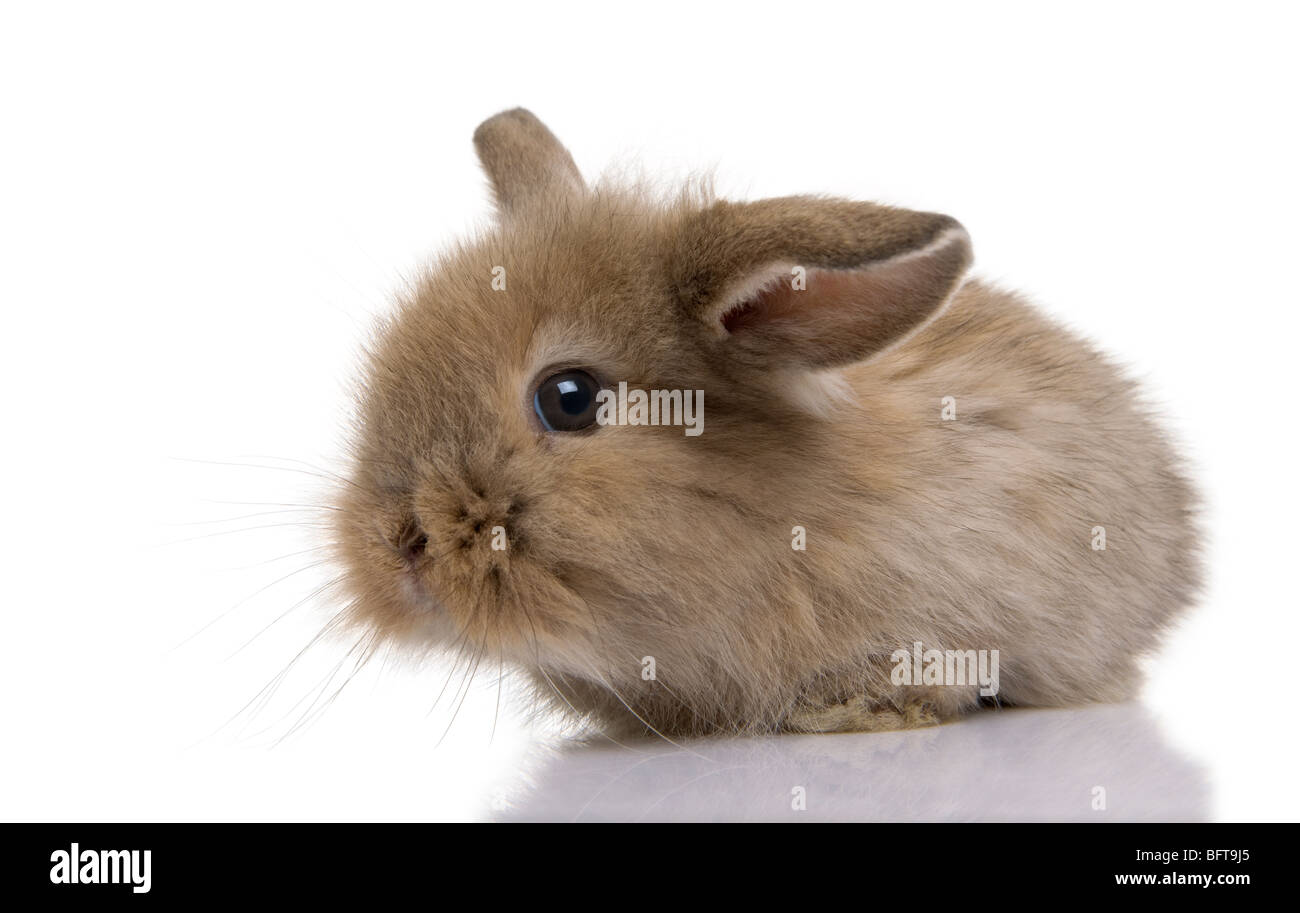 Marrone coniglio bambino davanti a uno sfondo bianco, studio shot Foto Stock