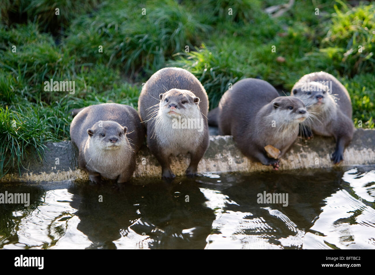 Quattro le lontre attendere per l'alimentazione di Whipsnade Zoo NEL REGNO UNITO Foto Stock