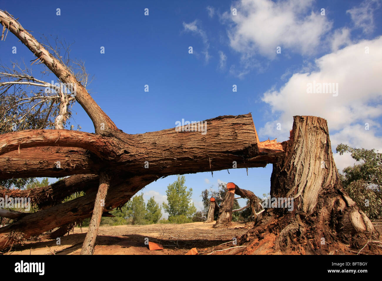 Israele nel deserto del Negev, soggetto ad atti vandalici di alberi di eucalipto in foresta Dudaim Foto Stock