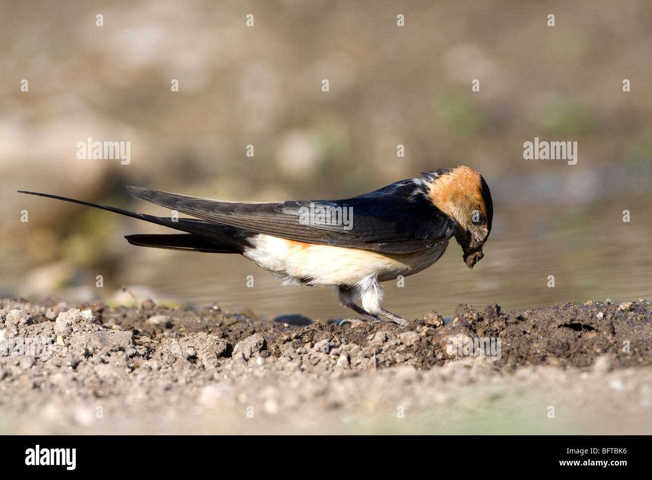 Red rumped Swallow (Hirrundo daurica) raccolta di fango per la nidificazione Foto Stock