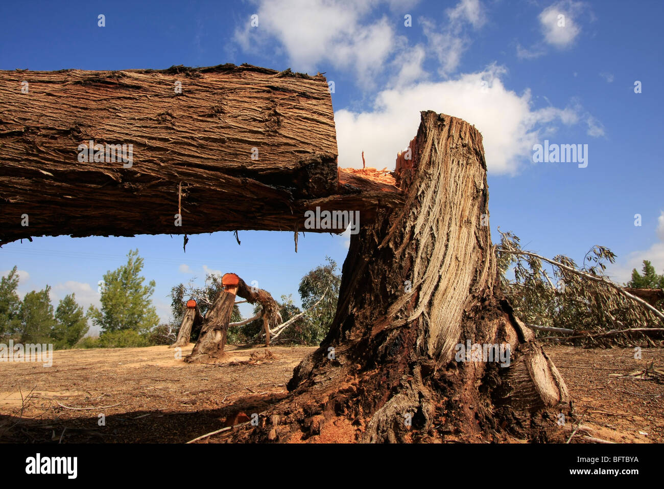 Israele nel deserto del Negev, soggetto ad atti vandalici di alberi di eucalipto in foresta Dudaim Foto Stock