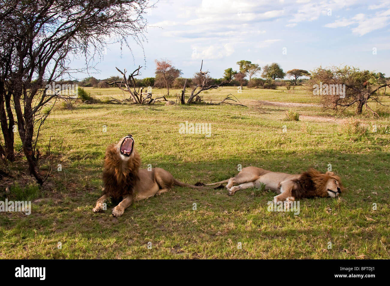 Due nero maned Lions in appoggio all'ombra dopo un kill in Okovango Delta Botswana Foto Stock