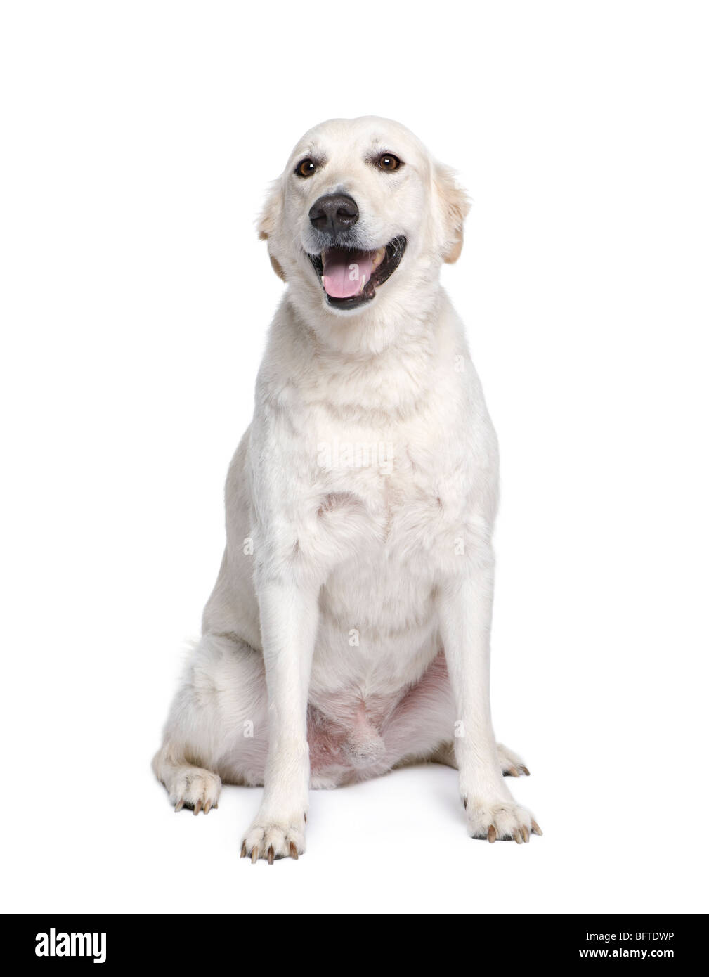Razza cane tra Golden Retriever e Husky, 6 anni, di fronte a uno sfondo bianco Foto Stock