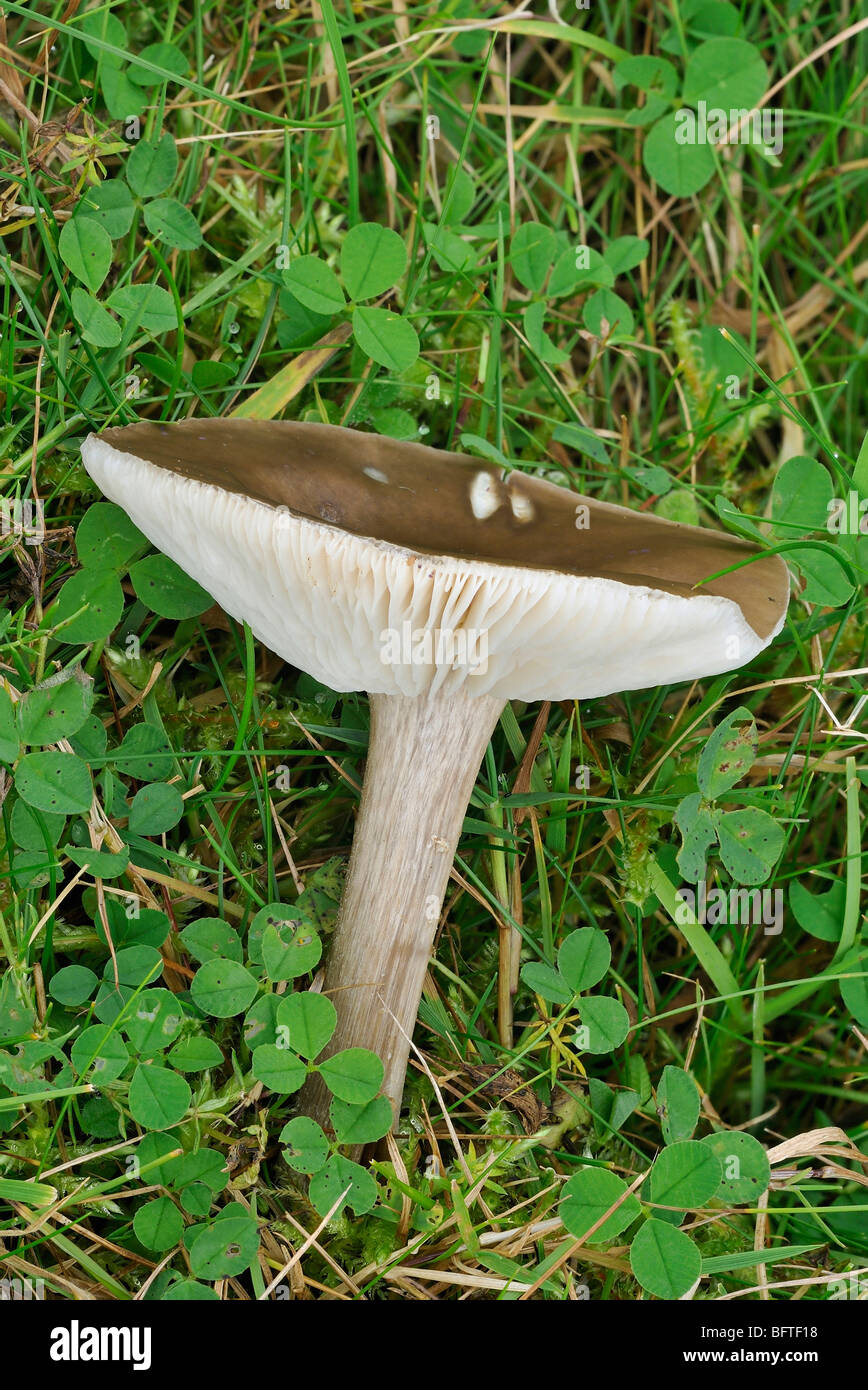 Cavalier comuni funghi - Melanoleuca vulgaris Foto Stock