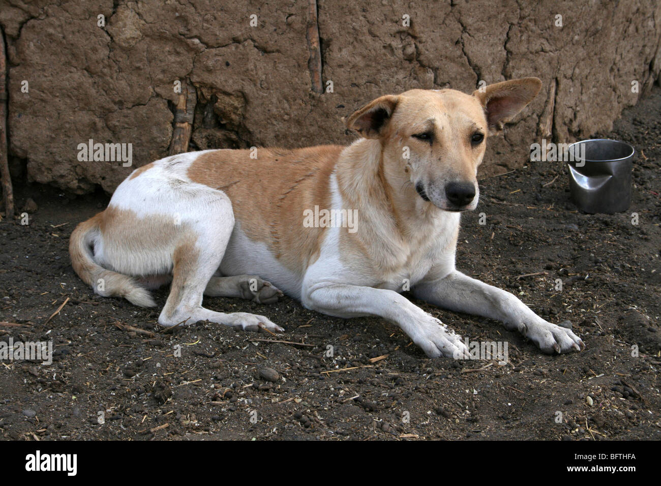 Dog sitter al di fuori di una tribù Masai Capanna In Engaruka Village, Tanzania Foto Stock