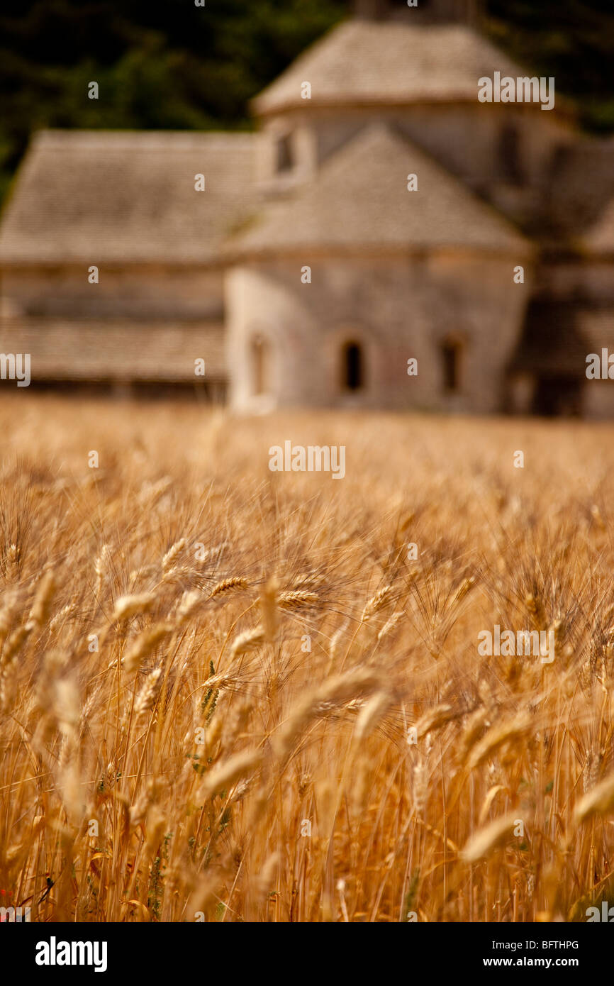 Campo di grano di fronte Abbaye de Senanque vicino a Gordes Provenza Francia Foto Stock
