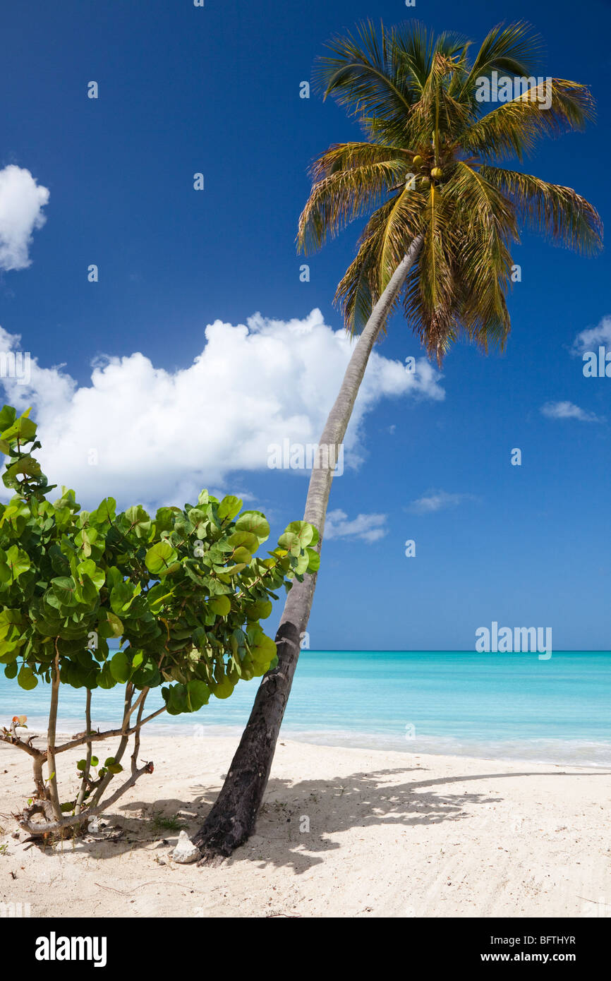 Palm tree con noci di cocco mature contro un cielo blu, su Coco Bay beach in Antigua e Barbuda Antille Foto Stock