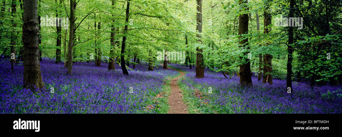 Percorso attraverso i bluebells nel mese di maggio nella Foresta di Dean Gloucestershire, Inghilterra Foto Stock