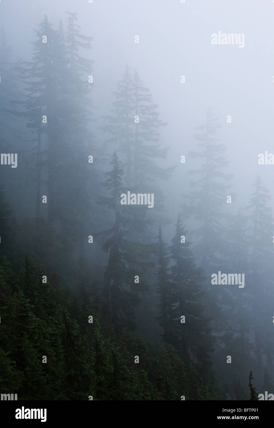 Alberi nella nebbia vicino a Snoqualmie Pass, Washington, Stati Uniti d'America. Foto Stock