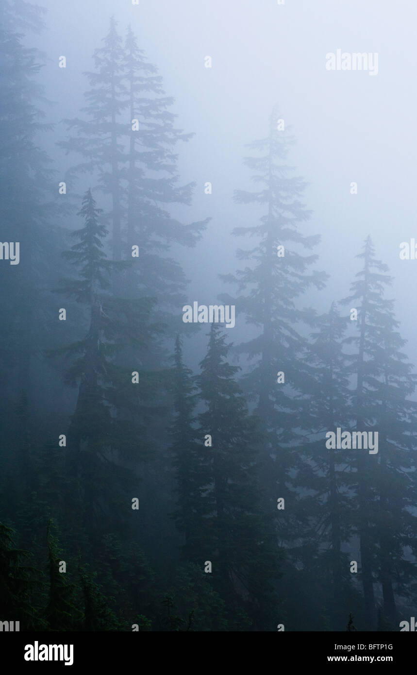 Alberi nella nebbia vicino a Snoqualmie Pass, Washington, Stati Uniti d'America. Foto Stock