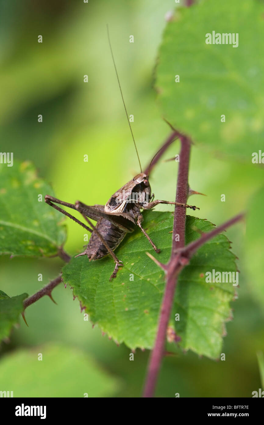 Dark bush-cricket (pholidoptera griseoaptera) sulla foglia. Foto Stock