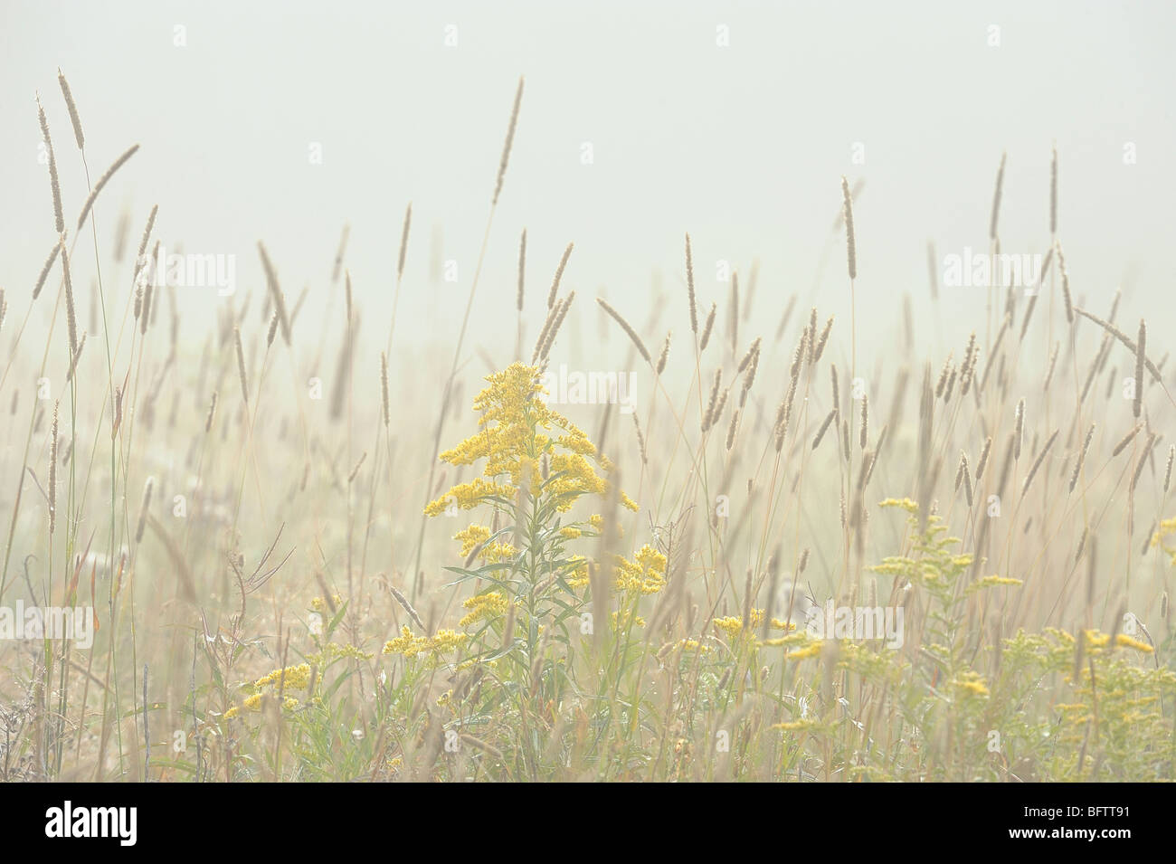 Fleolo, oro e aster in tarda estate prato con la nebbia leggera, maggiore Sudbury, Ontario, Canada Foto Stock