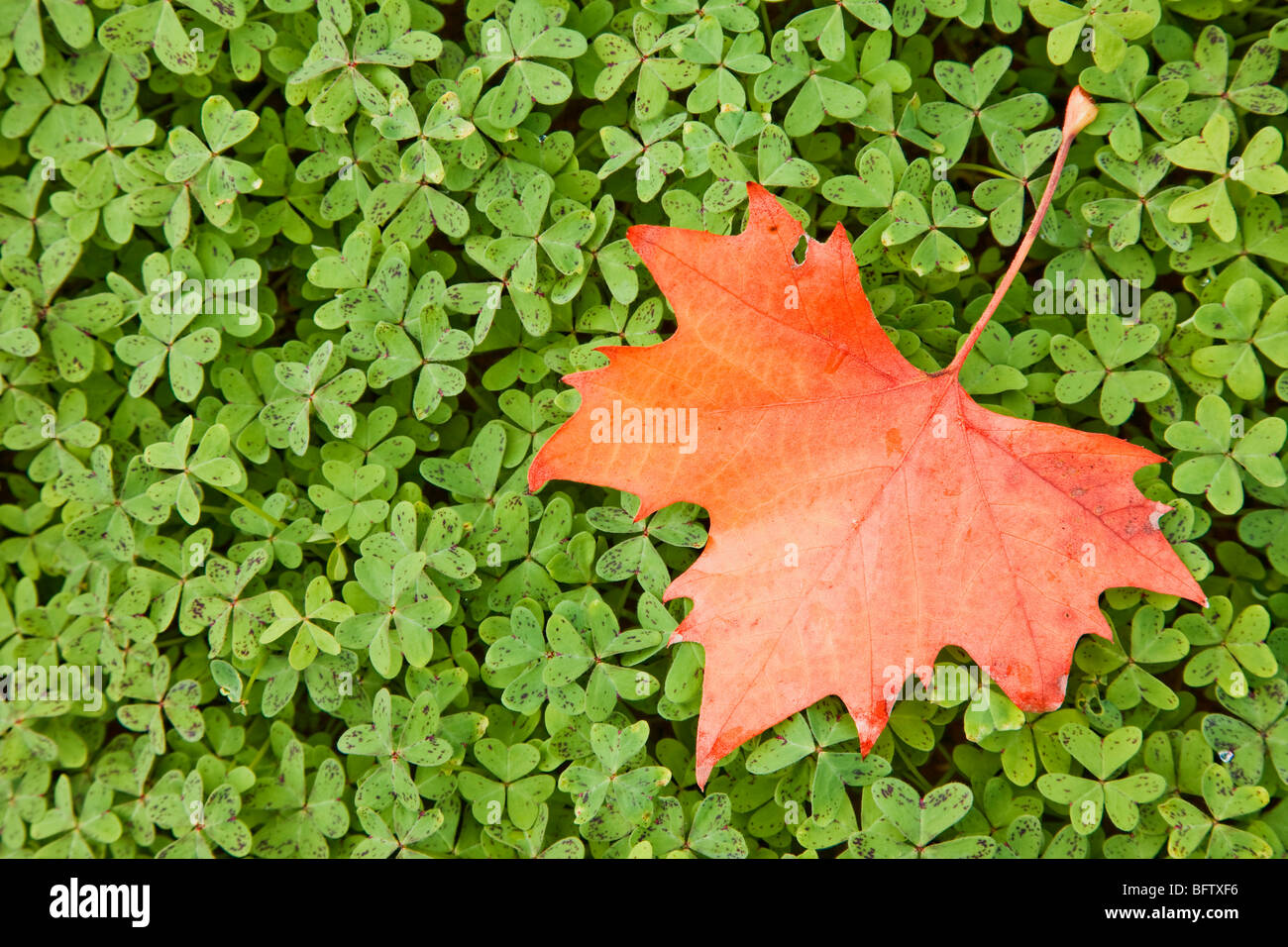 Red maple leaf su foglie verdi Foto Stock