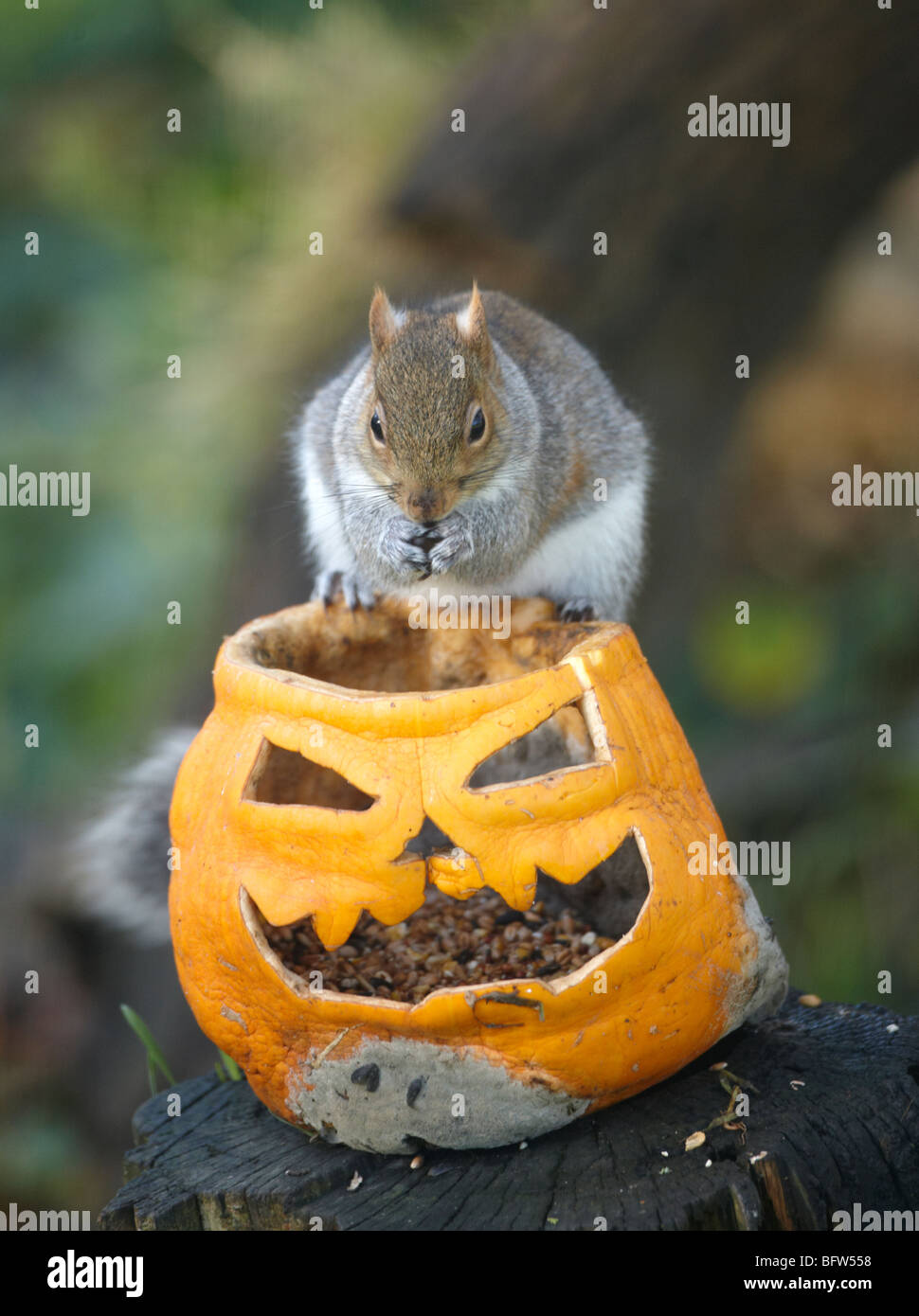 Scoiattolo grigio di mangiare i semi di una zucca di Halloween Foto Stock