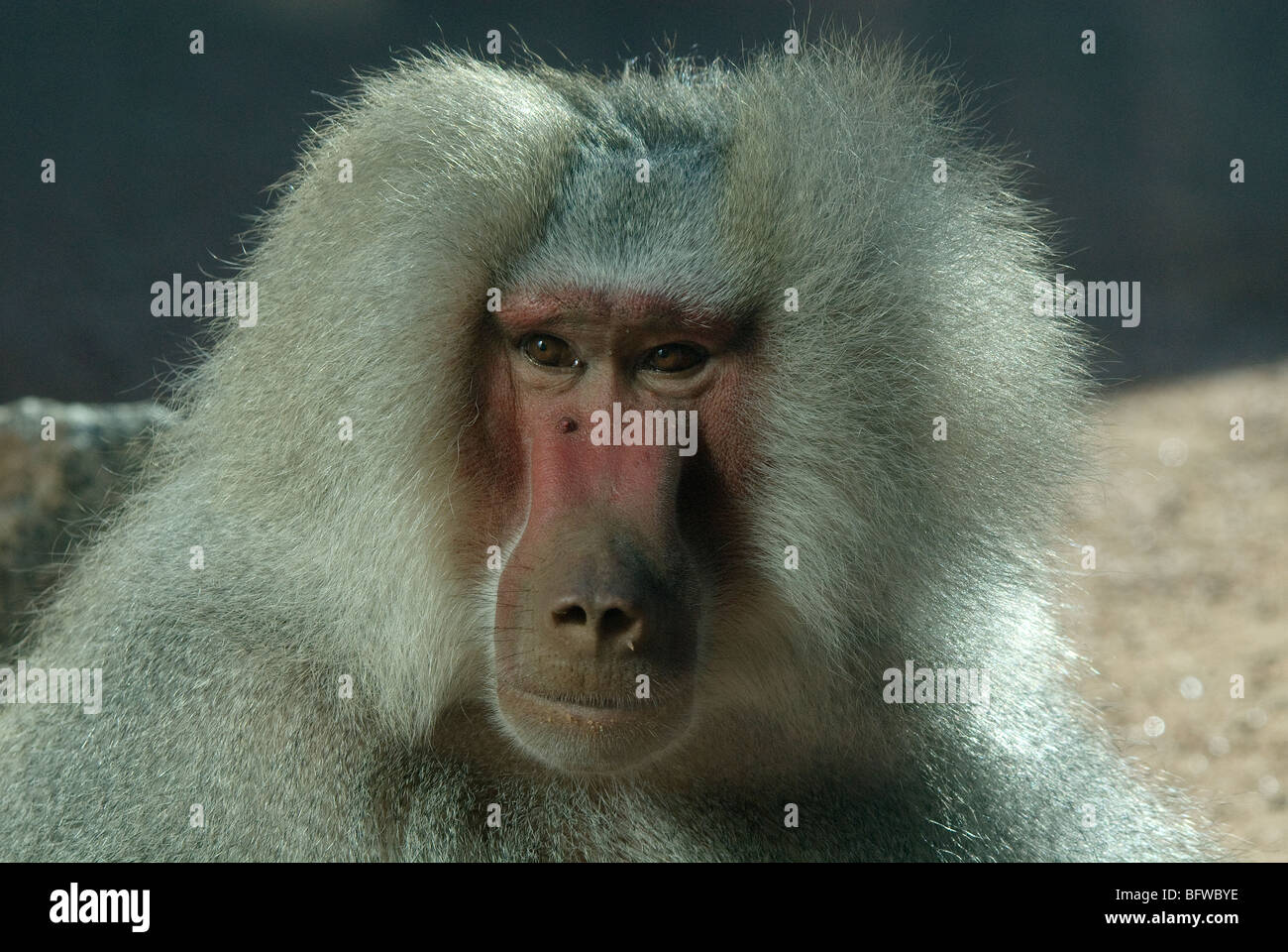 Hamadryas Baboon Papio hamadryas lo Zoo di Phoenix Arizona USA Foto Stock