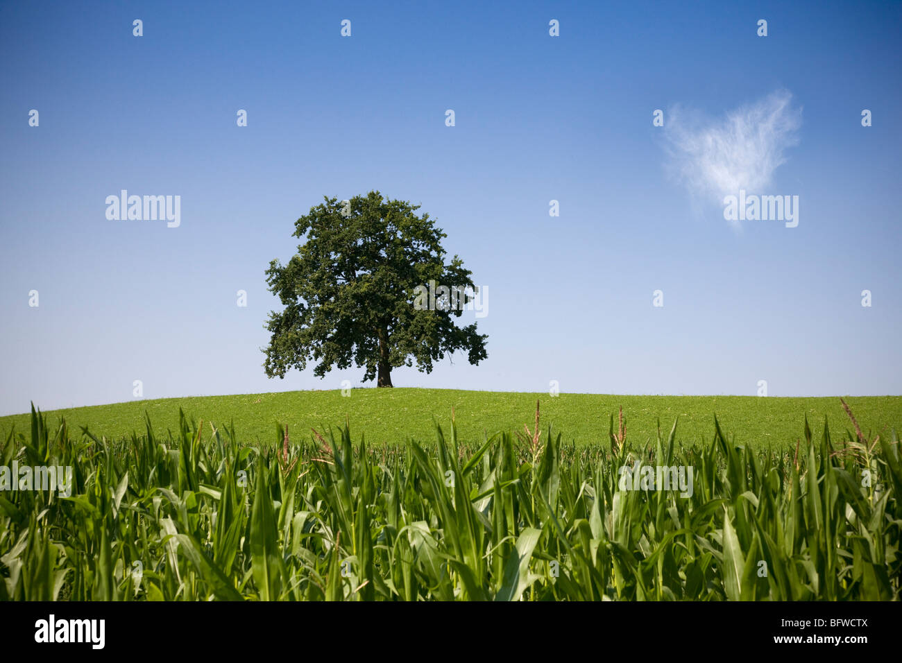 Albero di quercia sulla collina in estate Foto Stock