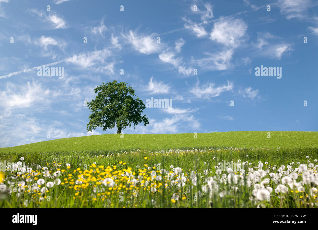 Albero di quercia sulla collina in primavera Foto Stock