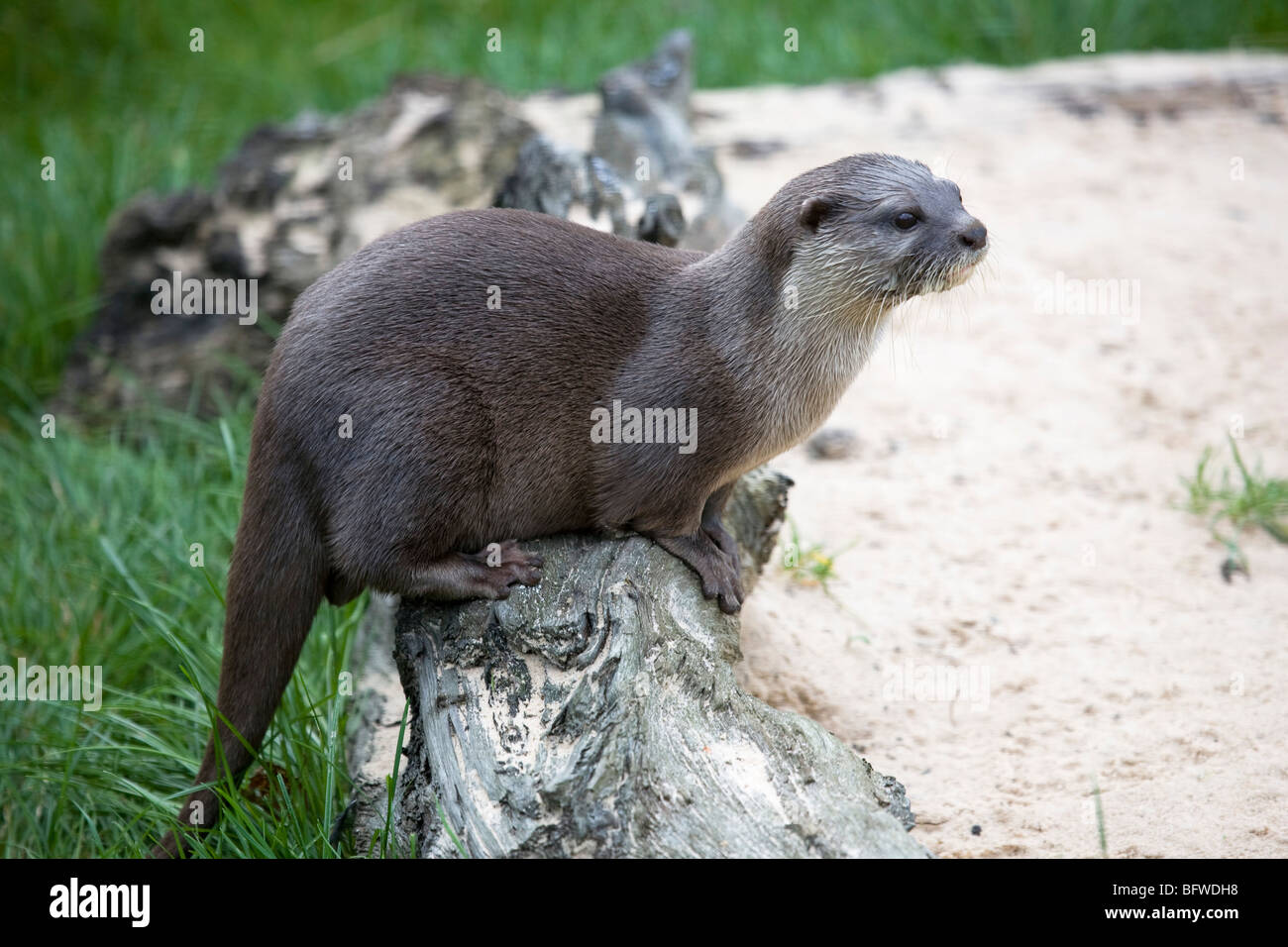 Asian corto-artigliato lontra (Aonyx cinerea) prese in condizioni controllate Foto Stock