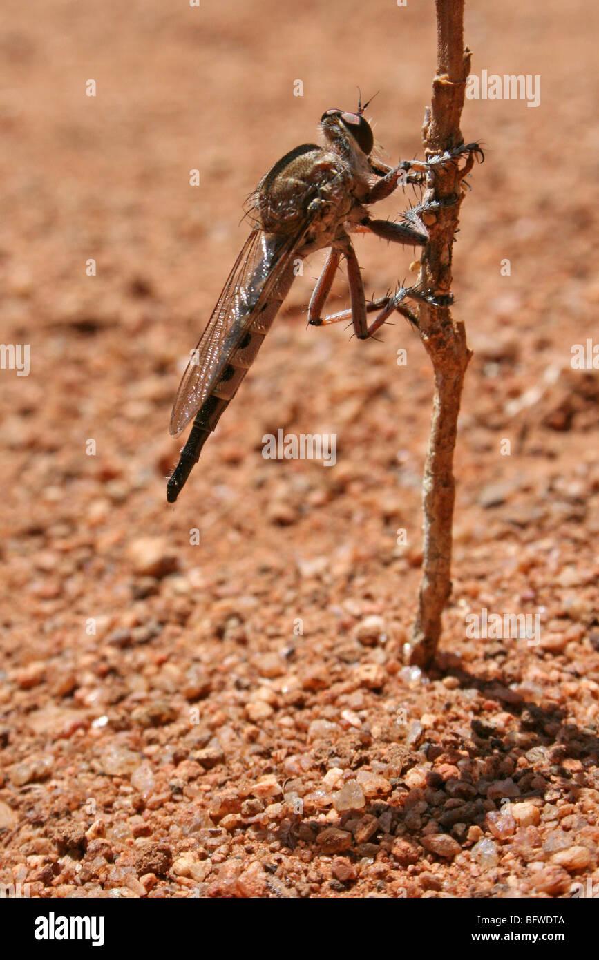 Robberfly prese nel nord della Tanzania Foto Stock