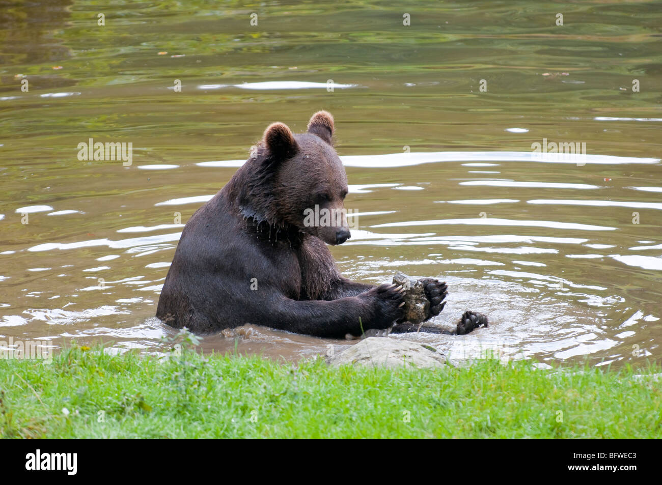 Braunbär (Ursus arctos) - European orso bruno Foto Stock