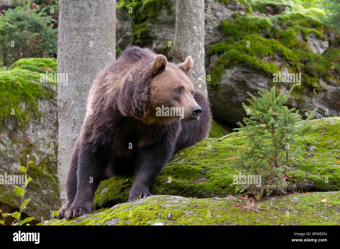 Braunbär (Ursus arctos) - European orso bruno Foto Stock