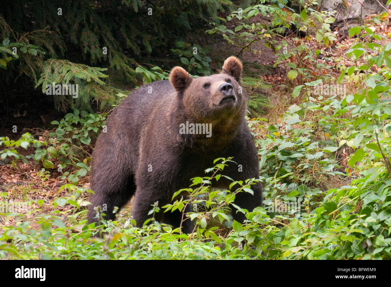 Braunbär (Ursus arctos) - European orso bruno Foto Stock