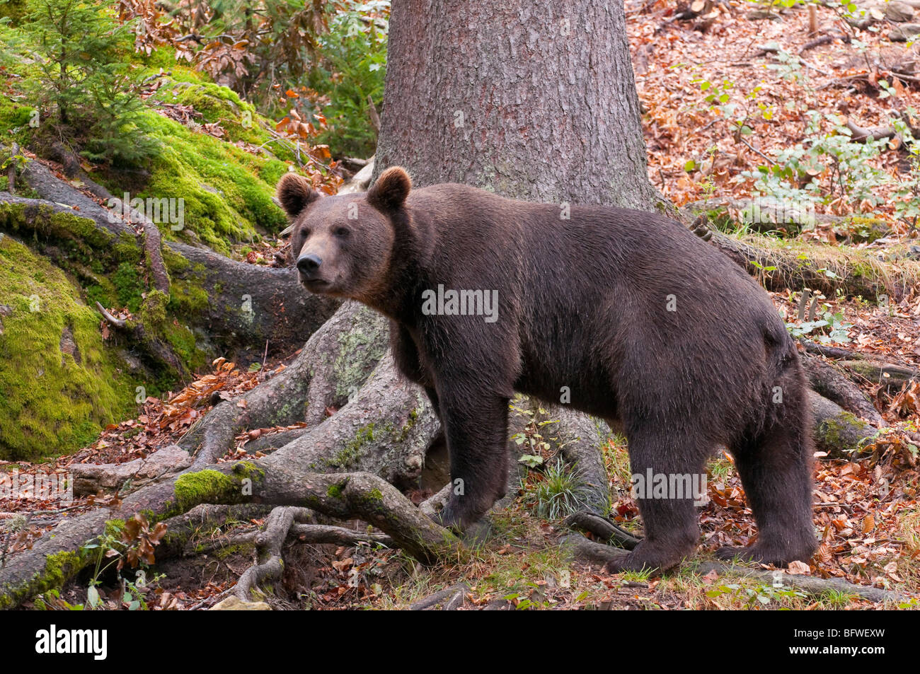 Braunbär (Ursus arctos) - European orso bruno Foto Stock