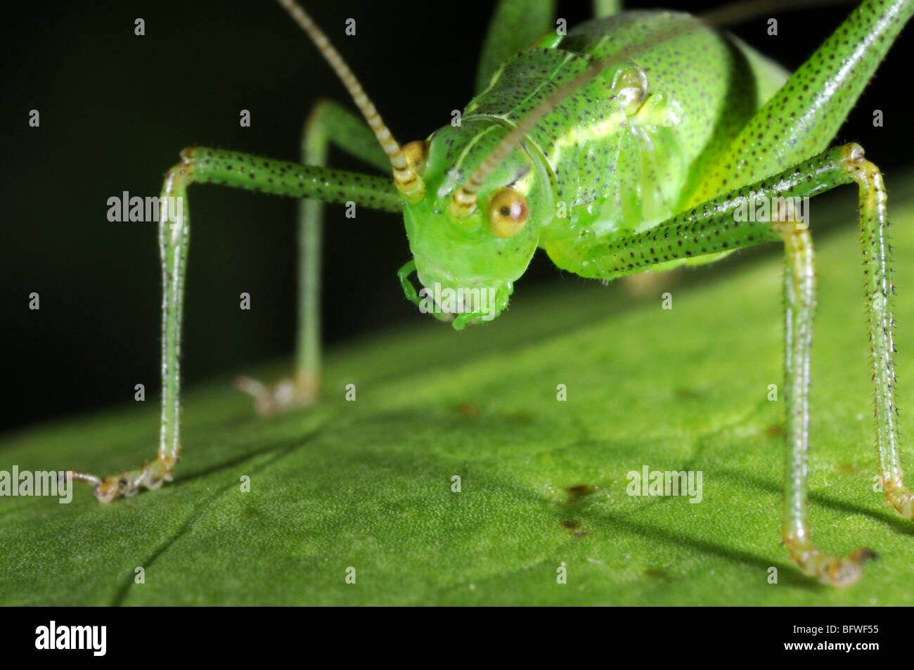 Chiazzato bush Cricket (Leptophyes puctatissima) sulla lamina Foto Stock