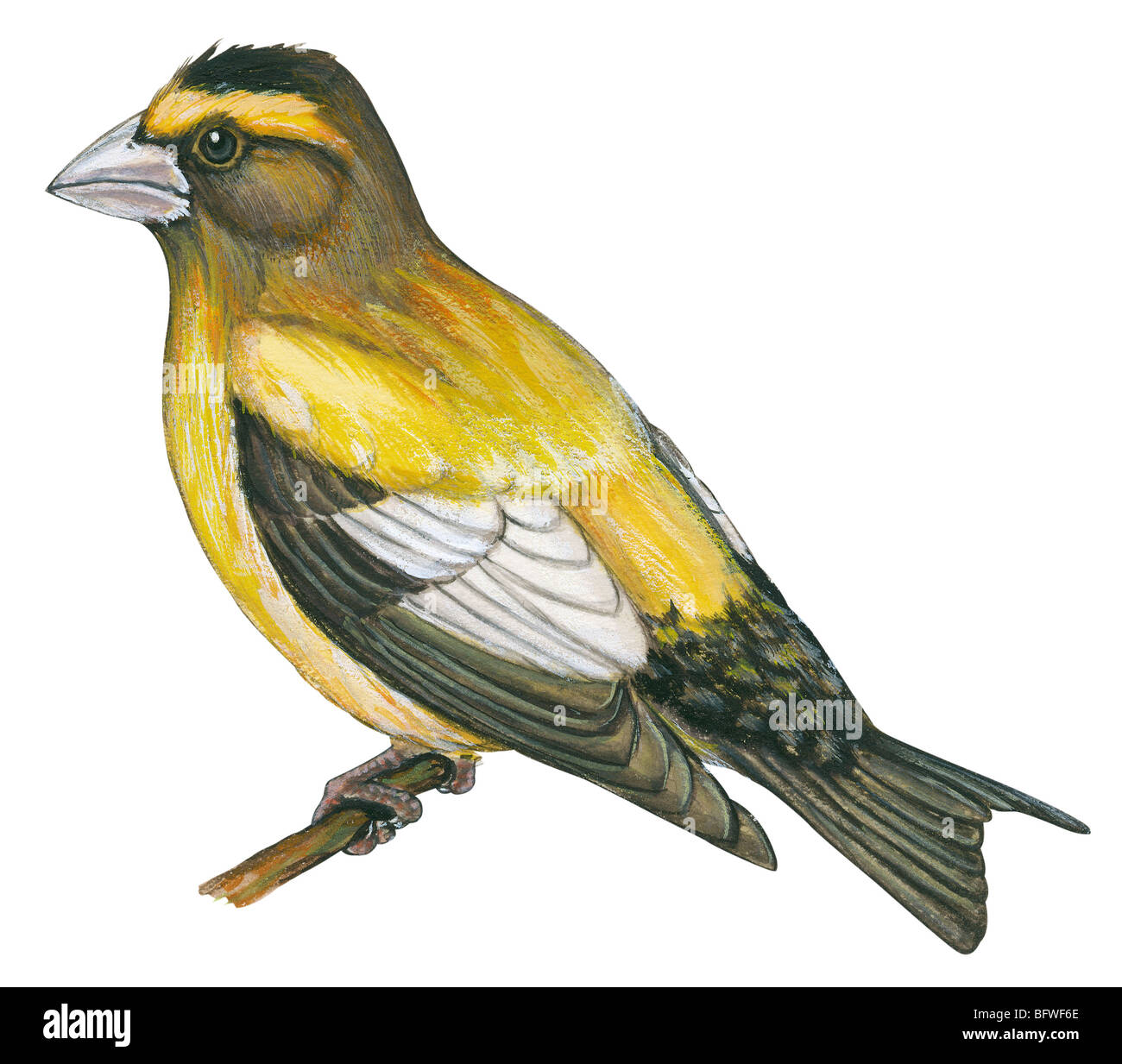 Sera grosbeak Foto Stock