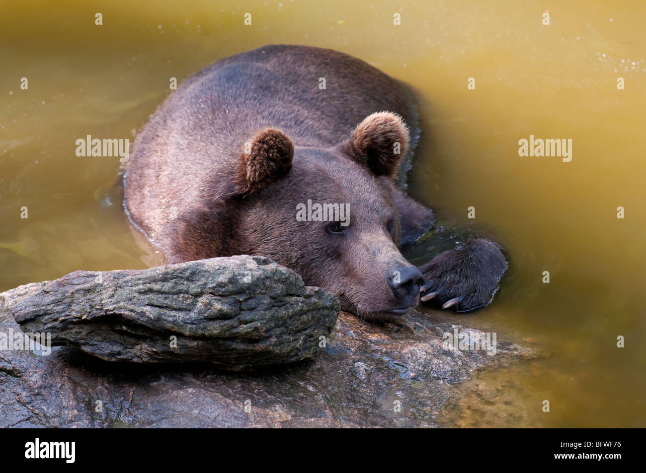 Braunbär (Ursus arctos) - European orso bruno Foto Stock