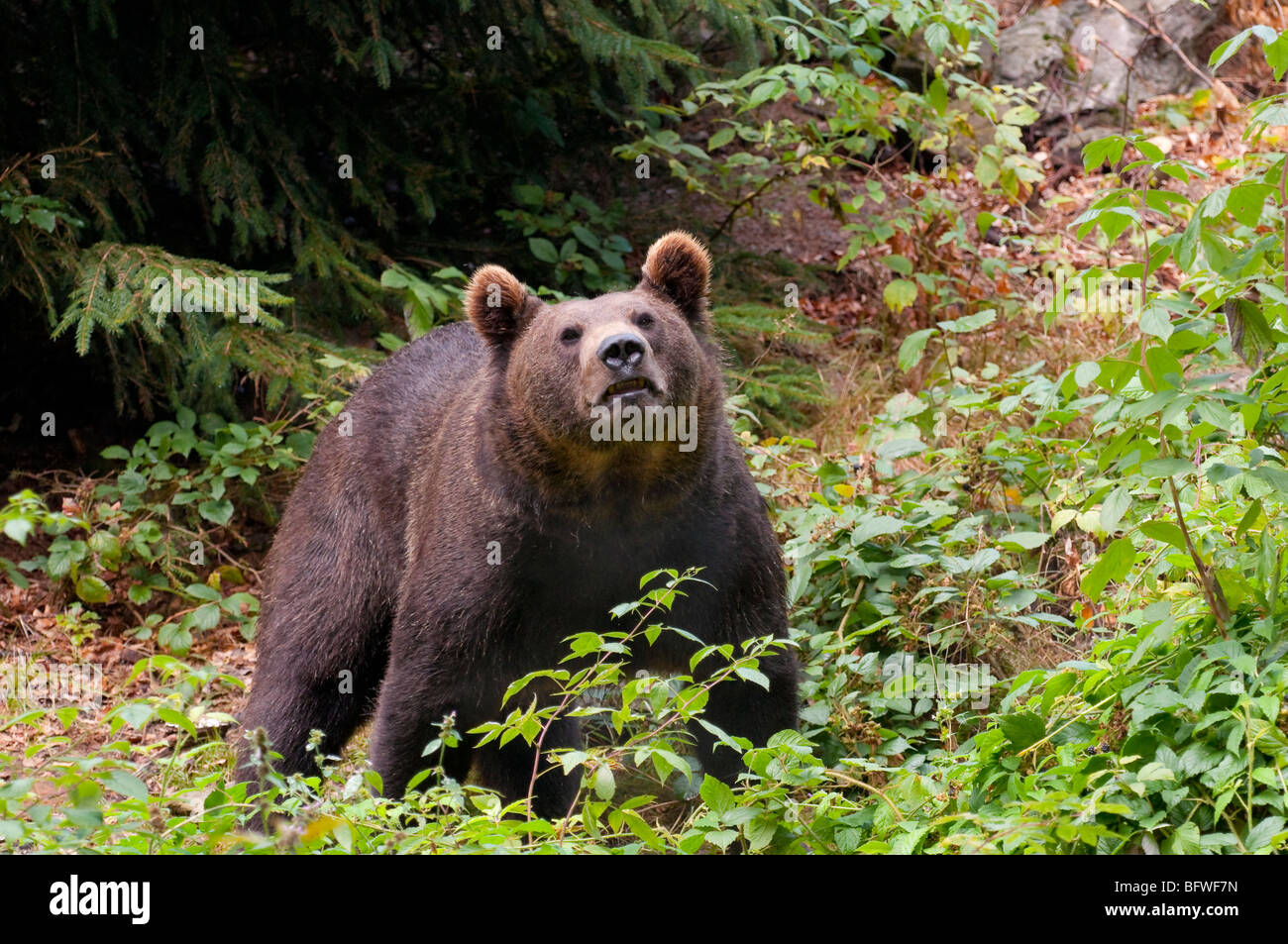 Braunbär (Ursus arctos) - European orso bruno Foto Stock