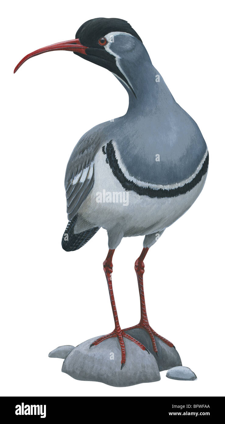 Ibidorhyncha struthersii Foto Stock