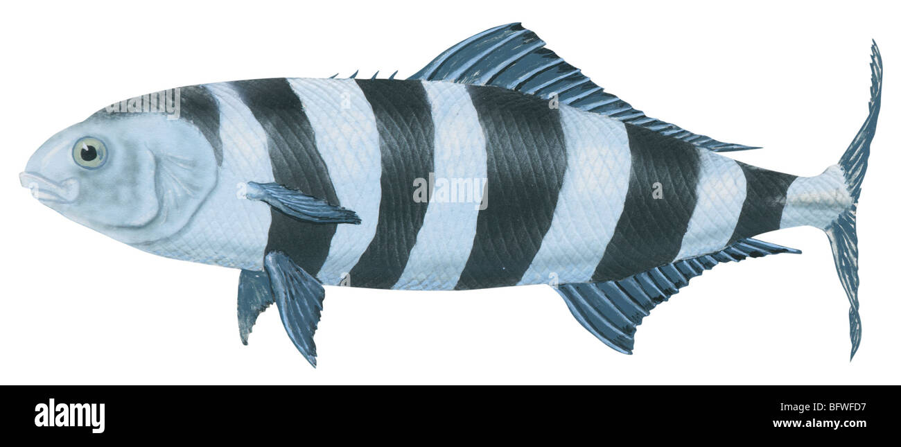 disegni-di-pesce-immagini-e-fotografie-stock-ad-alta-risoluzione-alamy