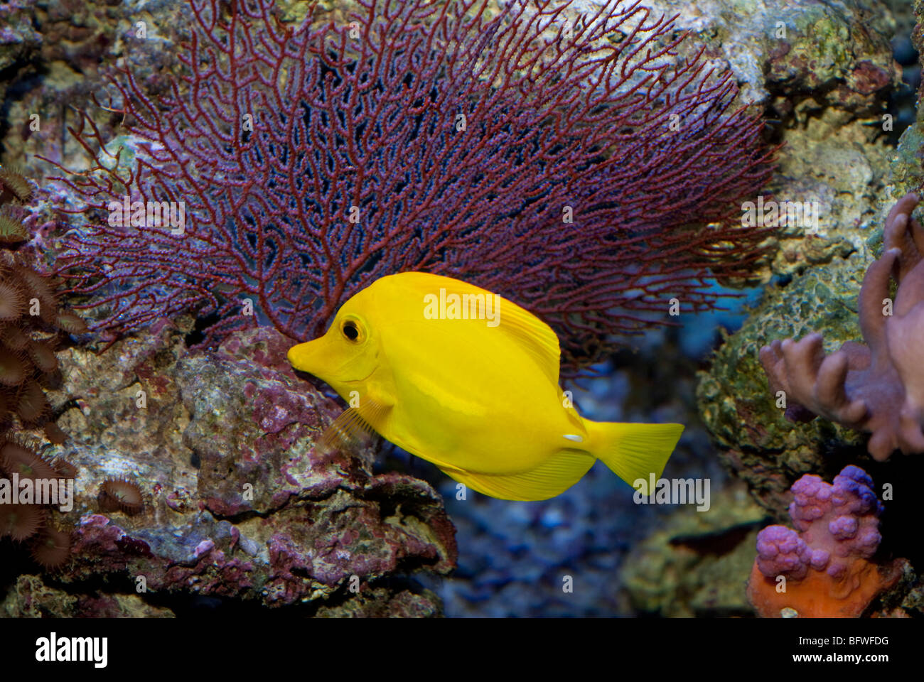 Zebrasoma flavescens, pesce chirgo della Hawaii, Foto Stock