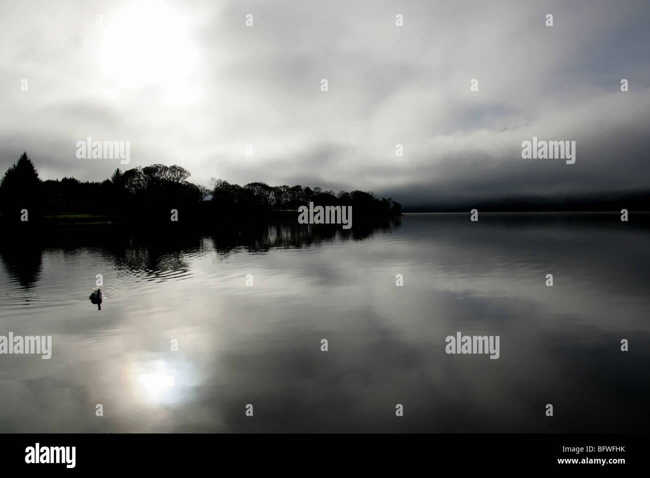 Area di Loch Lomond, Scozia. Vista profilarsi di un cigno nuotare sul Loch Lomond con Rowardennan penisola in background. Foto Stock