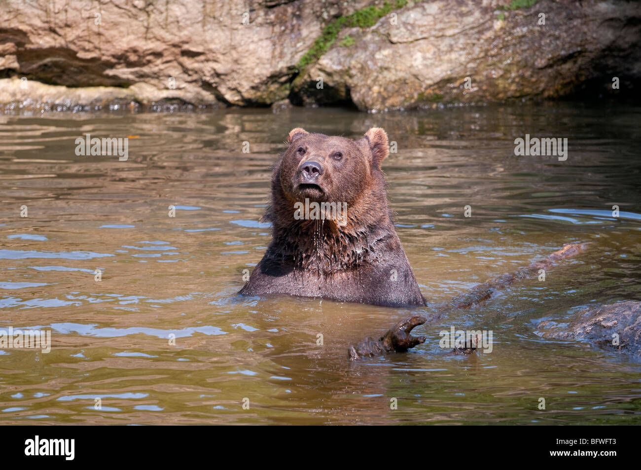 Braunbär (Ursus arctos) - European orso bruno Foto Stock
