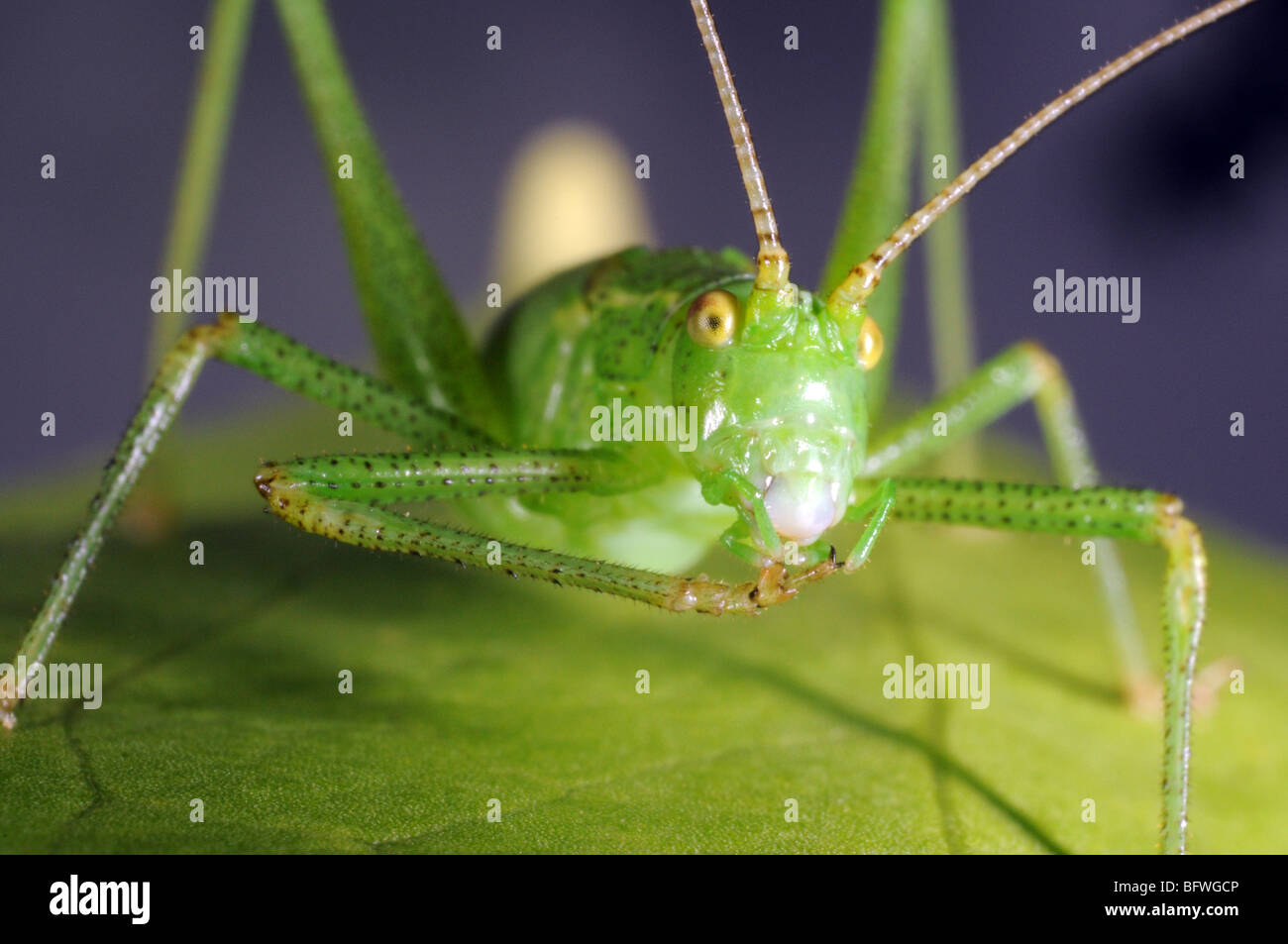Chiazzato bush Cricket (Leptophyes puctatissima) sulla lamina Foto Stock