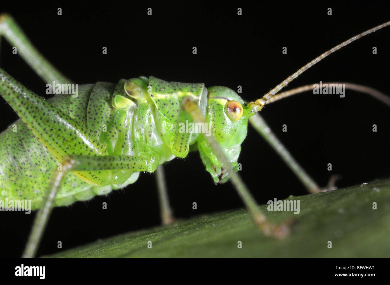 Chiazzato bush Cricket (Leptophyes puctatissima) sulla lamina Foto Stock