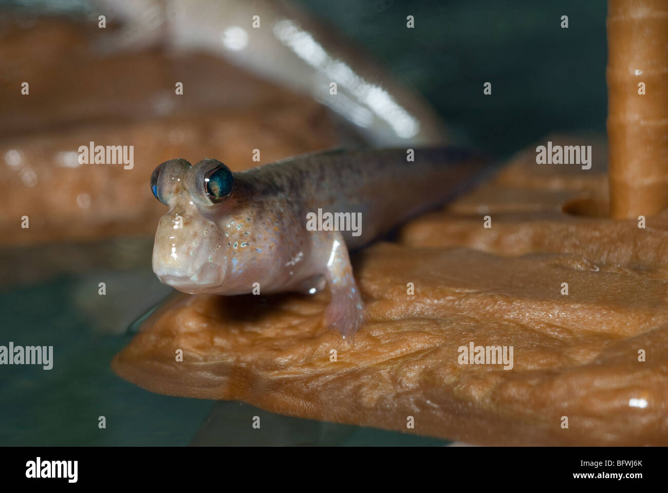 Mudskipper Periophthalmus sp., Periophthalmidae, sud-est asiatico Foto Stock