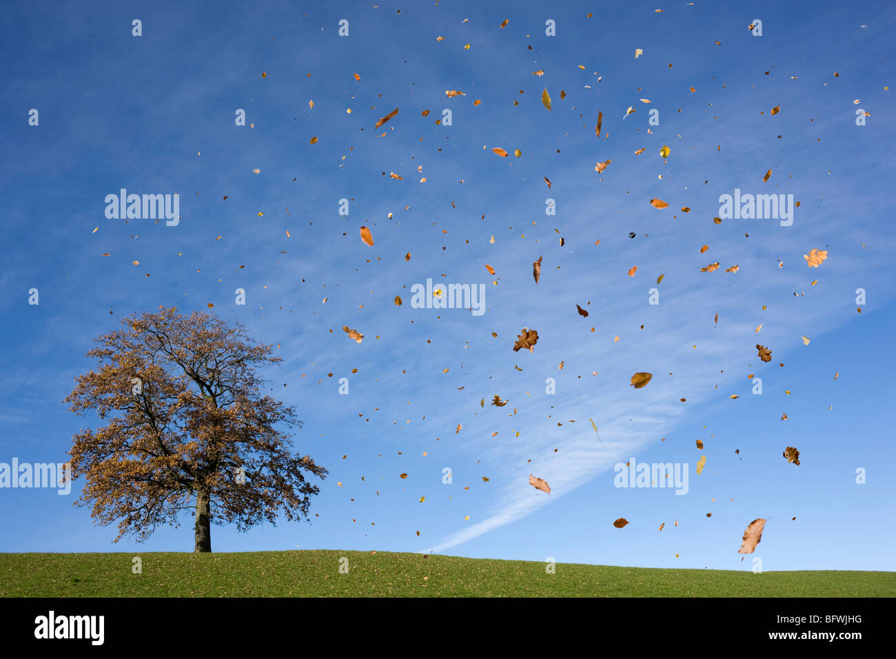 Albero di quercia sulla collina, foglie che cadono, autunno Foto Stock