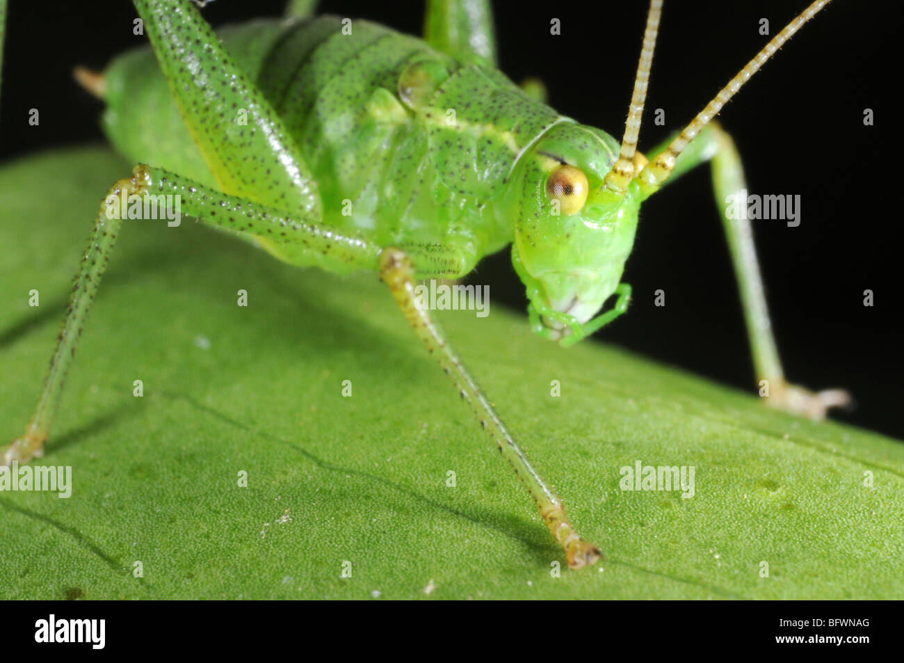 Chiazzato bush Cricket (Leptophyes puctatissima) sulla lamina Foto Stock
