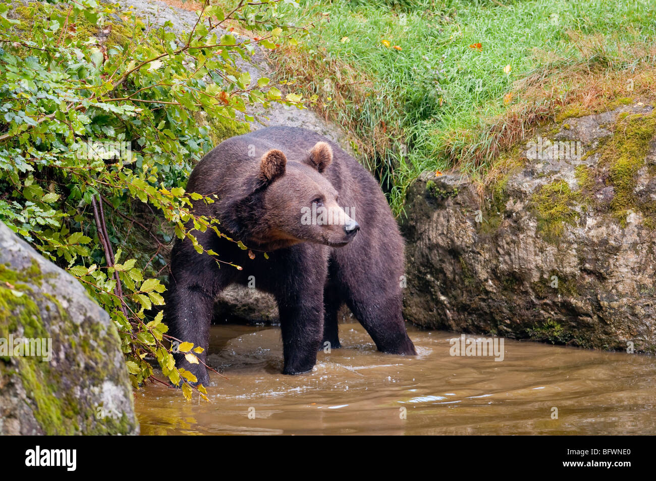 Braunbär (Ursus arctos) - European orso bruno Foto Stock