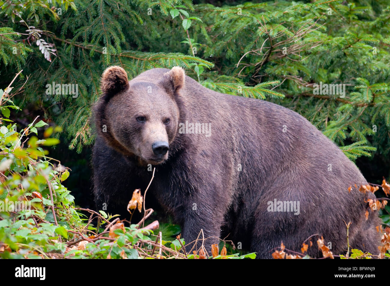Braunbär (Ursus arctos) - European orso bruno Foto Stock