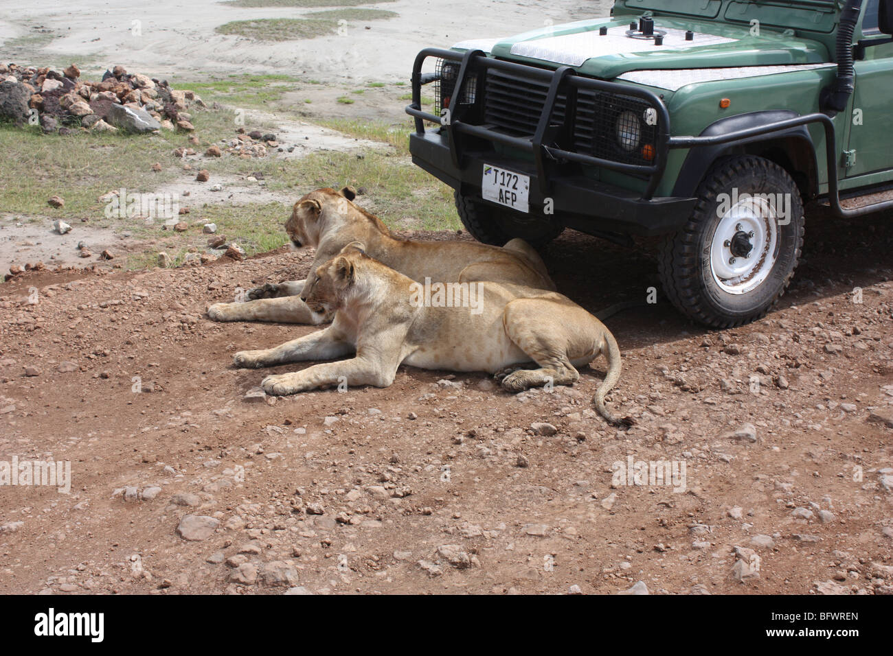 Due leoni rilassante su strada sterrata accanto a AUTO, Ngorogoro National Park, Tanzania Foto Stock