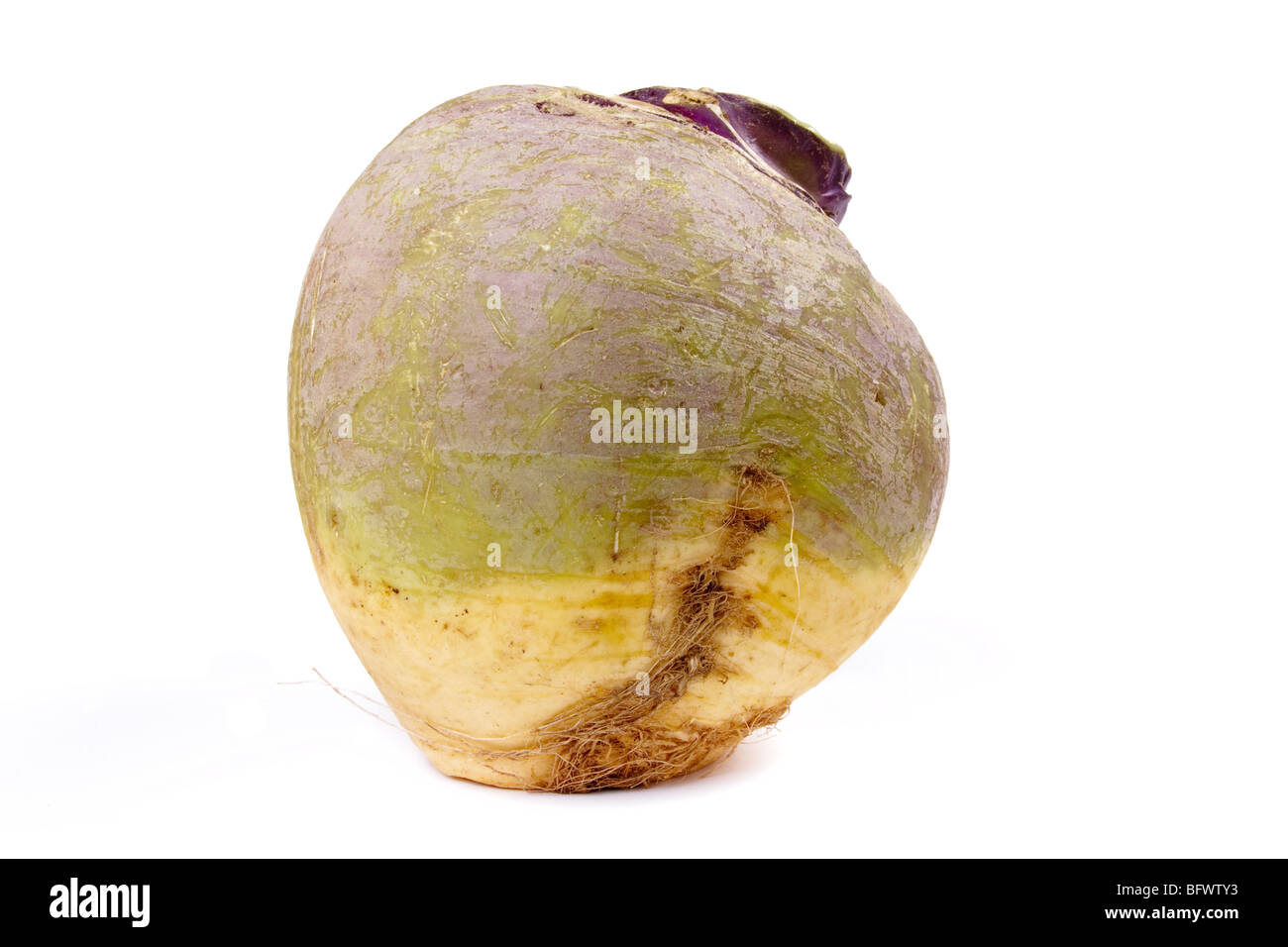 Svedese o rape isolata contro uno sfondo bianco. Foto Stock