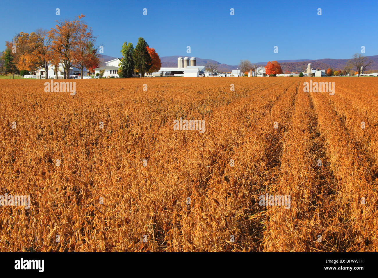 Azienda agricola e campo di soia vicino a Dayton in Shenandoah Valley, Virginia Foto Stock