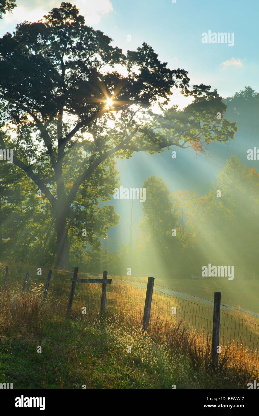 Raggi di mattina presto la luce solare tagliare attraverso la nebbia in agriturismo a Massies Mill nella contea di Nelson, Virginia Foto Stock